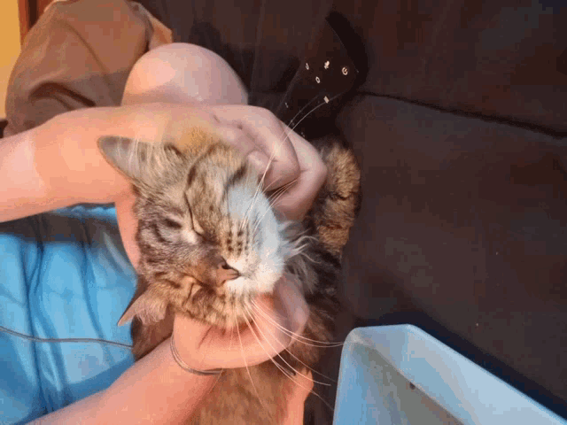 a person is holding a cat with a remote control behind it