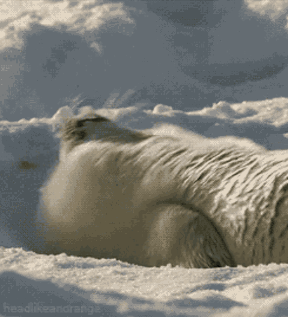 snow-funny-animals.gif