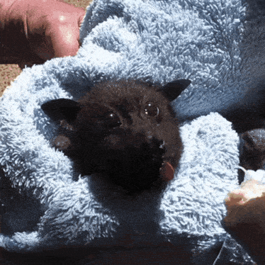 a bat is wrapped in a blue blanket and looking at the camera