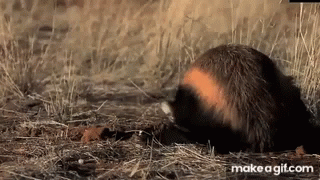 Honey Badger Muskrat GIF - Honey Badger Muskrat Escape GIFs