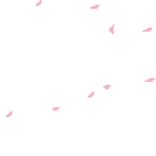 pink cherry blossom petals falling on a white background