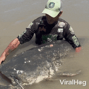 A Fisherman Catches Giant Catfish Viralhog GIF - A Fisherman Catches Giant Catfish Catfish Viralhog GIFs