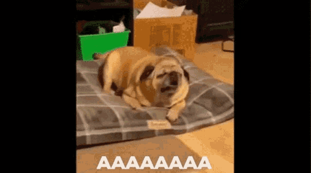 a pug dog is laying on a bed with its eyes closed .