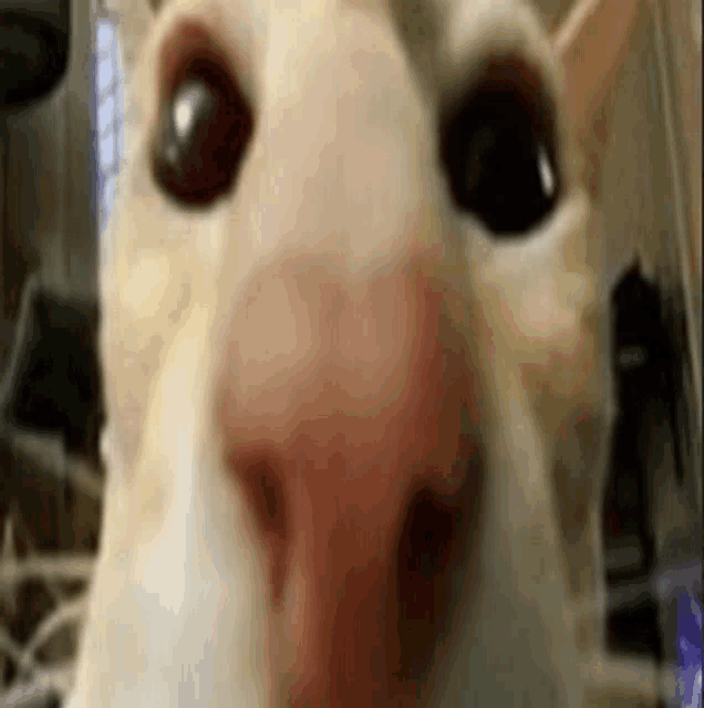 a close up of a cat 's nose with a red spot on it .