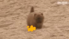Puppers Doggos GIF - Puppers Doggos Beach GIFs