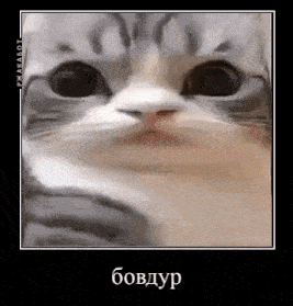 a close up of a cat 's face in a frame with a foreign language .