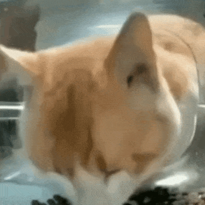 a close up of a cat eating food out of a plastic container .
