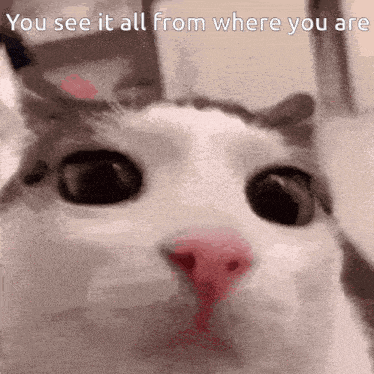 a close up of a cat with the words you see it all from where you are