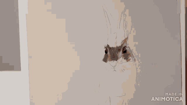 a person is drawing a rabbit on a piece of paper with the words made in animotica visible