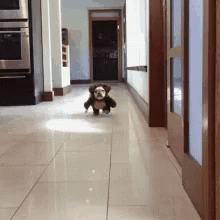 Funny Animals Im Coming GIF - Funny Animals Im Coming Here I Come GIFs