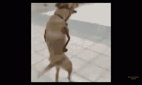a video of a dog standing on its hind legs with a black background