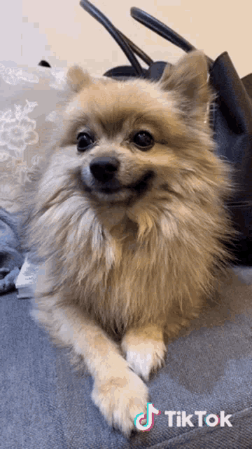 a pomeranian dog laying on a couch with a tiktok watermark on the bottom