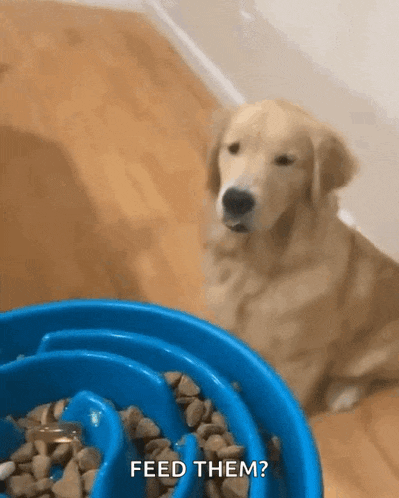 a dog is sitting in front of a bowl of dog food and asking to feed them .