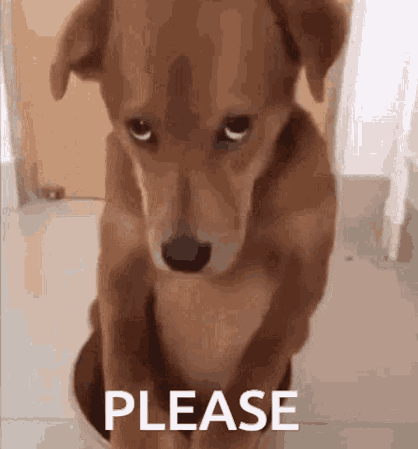 Pleasedog GIF - Pleasedog Please Dog GIFs