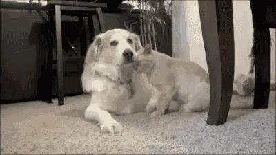 a dog is laying on a carpet next to a table in a living room .