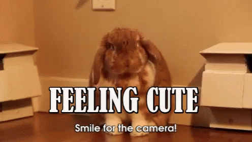 Feeling Cute Bunny GIF - Feeling Cute Bunny Happy GIFs