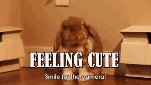 a picture of a bunny rabbit with the caption feeling cute smile for the camera