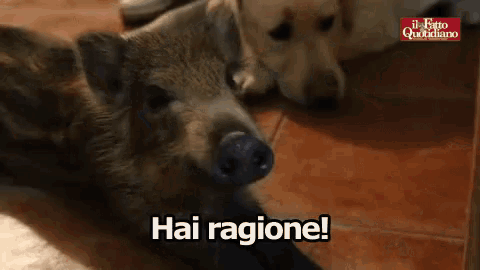 a pig is laying on the floor next to a dog and the words hai ragione