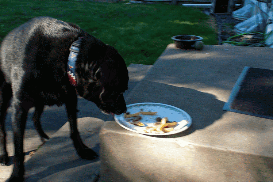 a black dog sniffing a plate of food on the ground