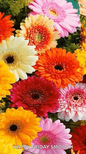 a bunch of colorful flowers with the words happy friday smooch written on the bottom