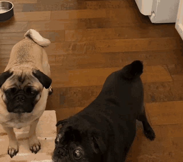 two pug dogs are standing next to each other on a wooden floor