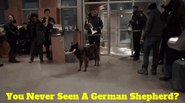 a german shepherd standing in front of a crowd of people with the caption " you never seen a german shepherd "