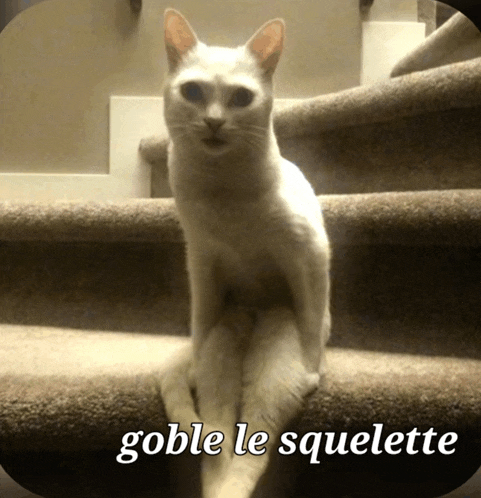 a white cat is sitting on a set of stairs and the caption says goble le squelette