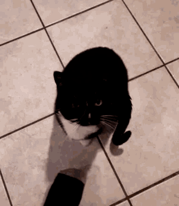 Cat Whiskers GIF - Cat Whiskers Stinky Socks GIFs