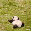 Cute Panda Panda Play GIF - Cute Panda Panda Play Baby Panda GIFs