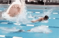 Phelps Shark GIF - Phelps Shark Week GIFs