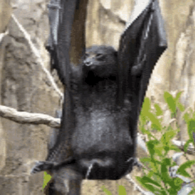 Funny Animals GIF - Funny Animals Bat GIFs