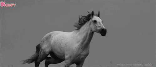 Galloping Horse Gif GIF - Galloping Horse Gif Horse GIFs