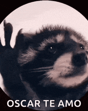 Raccoon Rave GIF - Raccoon Rave Dance GIFs