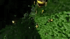 a bee is sitting on top of a green plant in the dark .