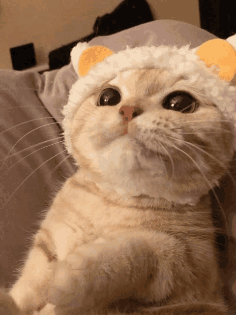 a close up of a cat wearing a white hat with orange ears