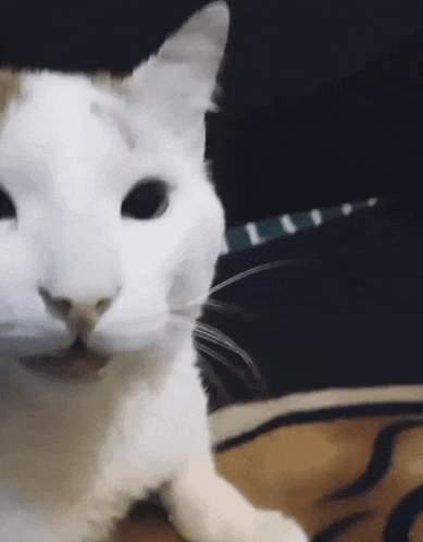 Silly Cat GIF - Silly Cat GIFs