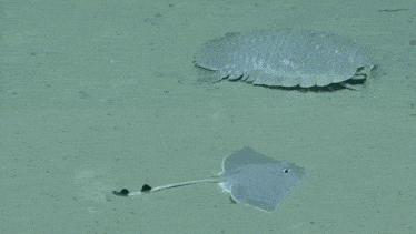Just The Two Of Us Isopod GIF - Just The Two Of Us Isopod Fish GIFs
