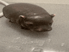 a small hippopotamus is taking a bath in a bathtub with a hose .