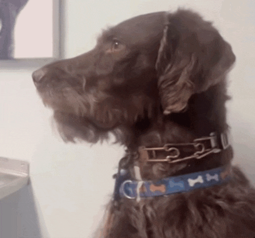 a close up of a brown dog wearing a blue collar that says g on it