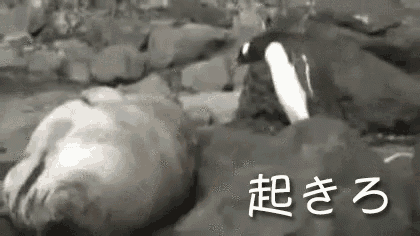 a black and white photo of a seal and a penguin .