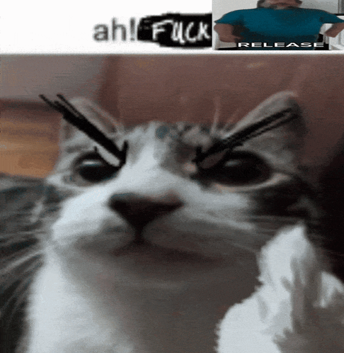 a close up of a cat 's face next to a picture of a man in a blue shirt that says release