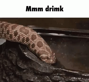Snake Drink GIF - Snake Drink Mmm GIFs