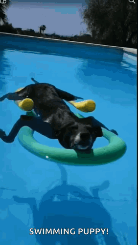 Pool Dog GIF - Pool Dog Chilling GIFs