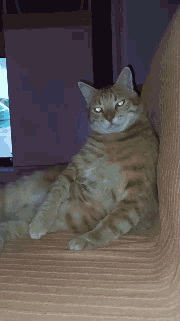 a cat laying on a couch with a purple background