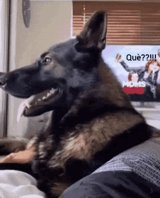 Dog Ears Orelles Gos GIF - Dog Ears Orelles Gos Orelles GIFs