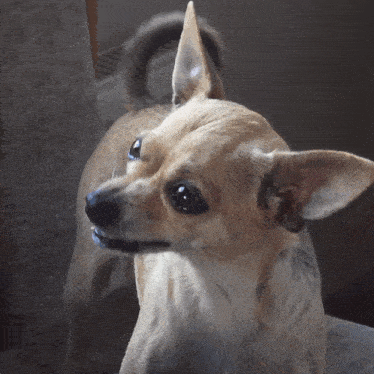 a small brown dog with a very long tail