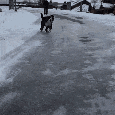 Dog Ice GIF