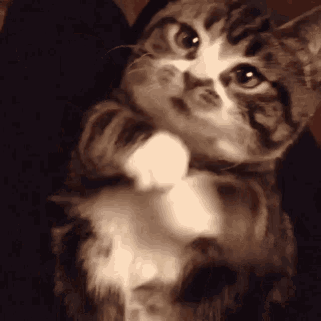 a close up of a cat 's face looking up at the camera