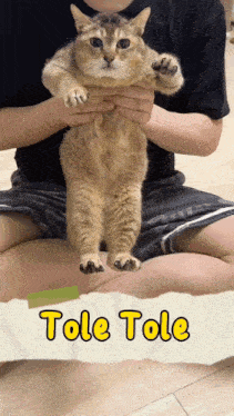 a cat is being held by a person with the words tole tole written on the bottom