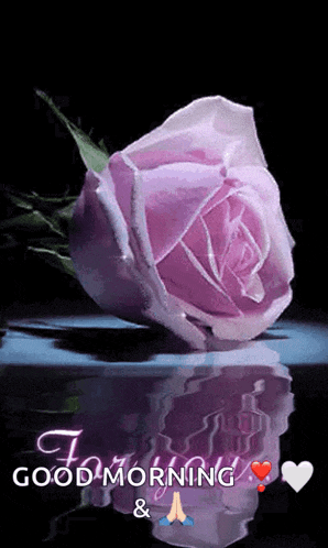 a pink rose is reflected in the water and says good morning and a heart .